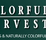 Colorful Harvest Logo #2